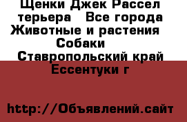 Щенки Джек Рассел терьера - Все города Животные и растения » Собаки   . Ставропольский край,Ессентуки г.